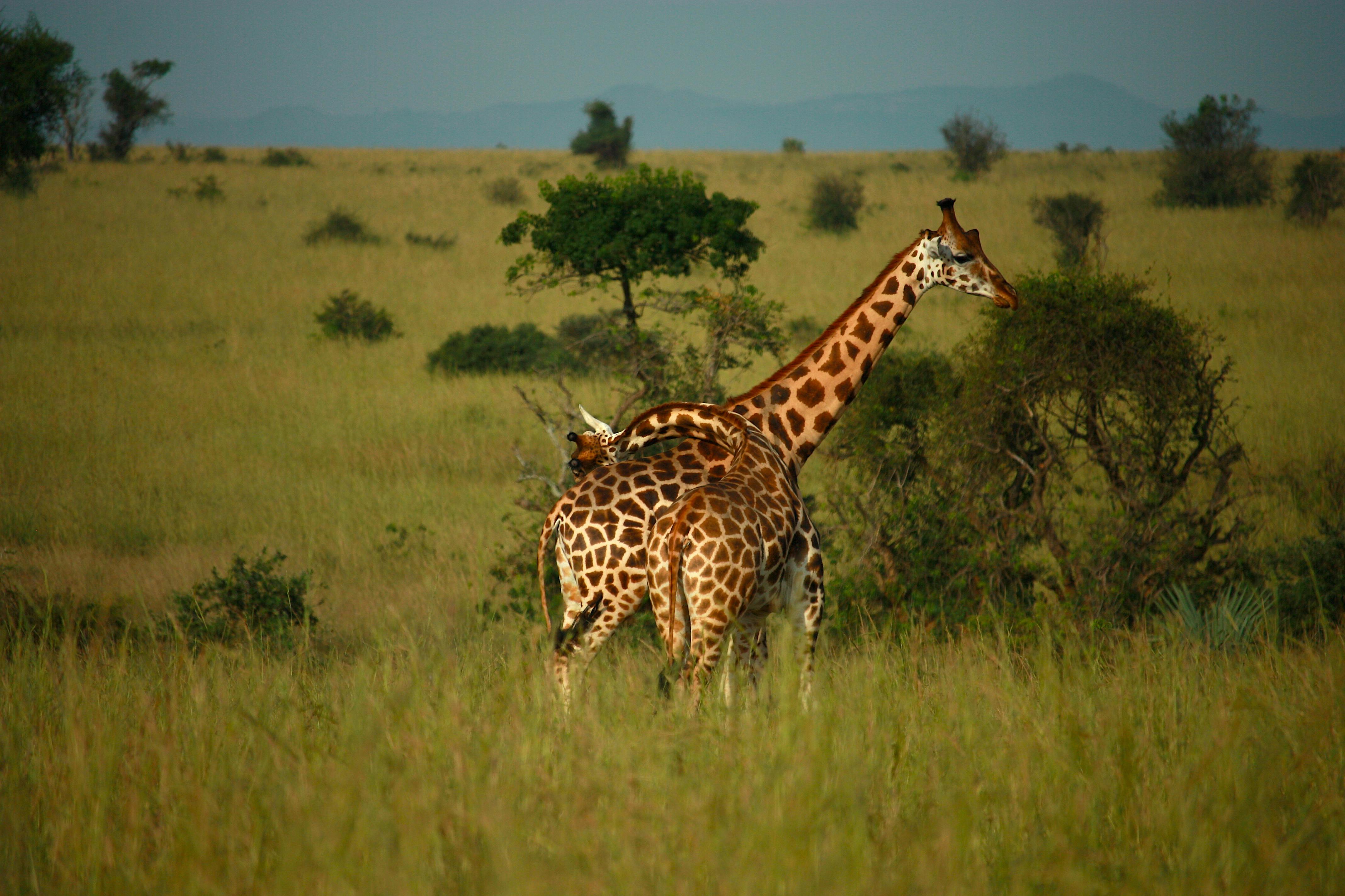 SafariImage