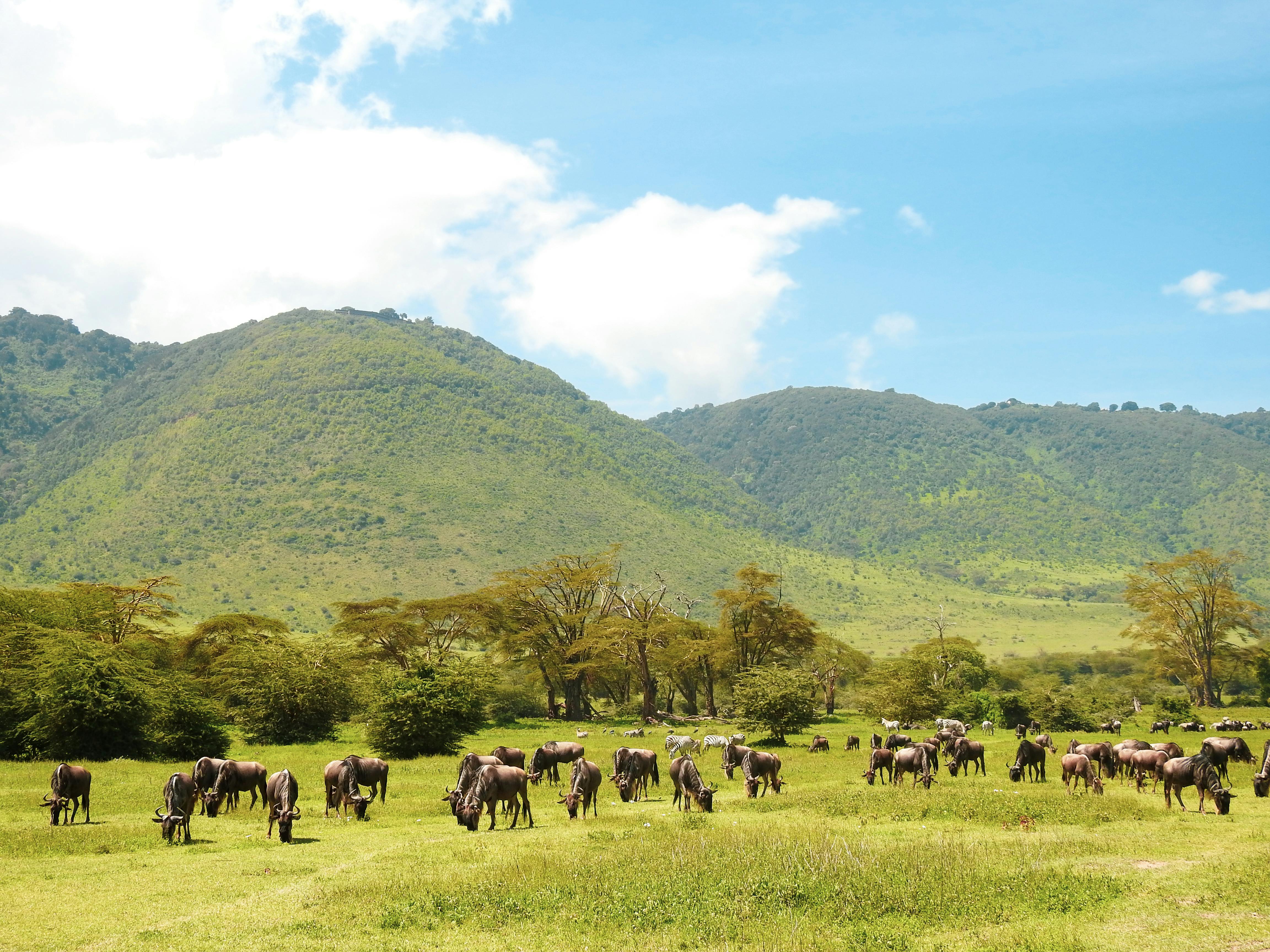 SafariImage