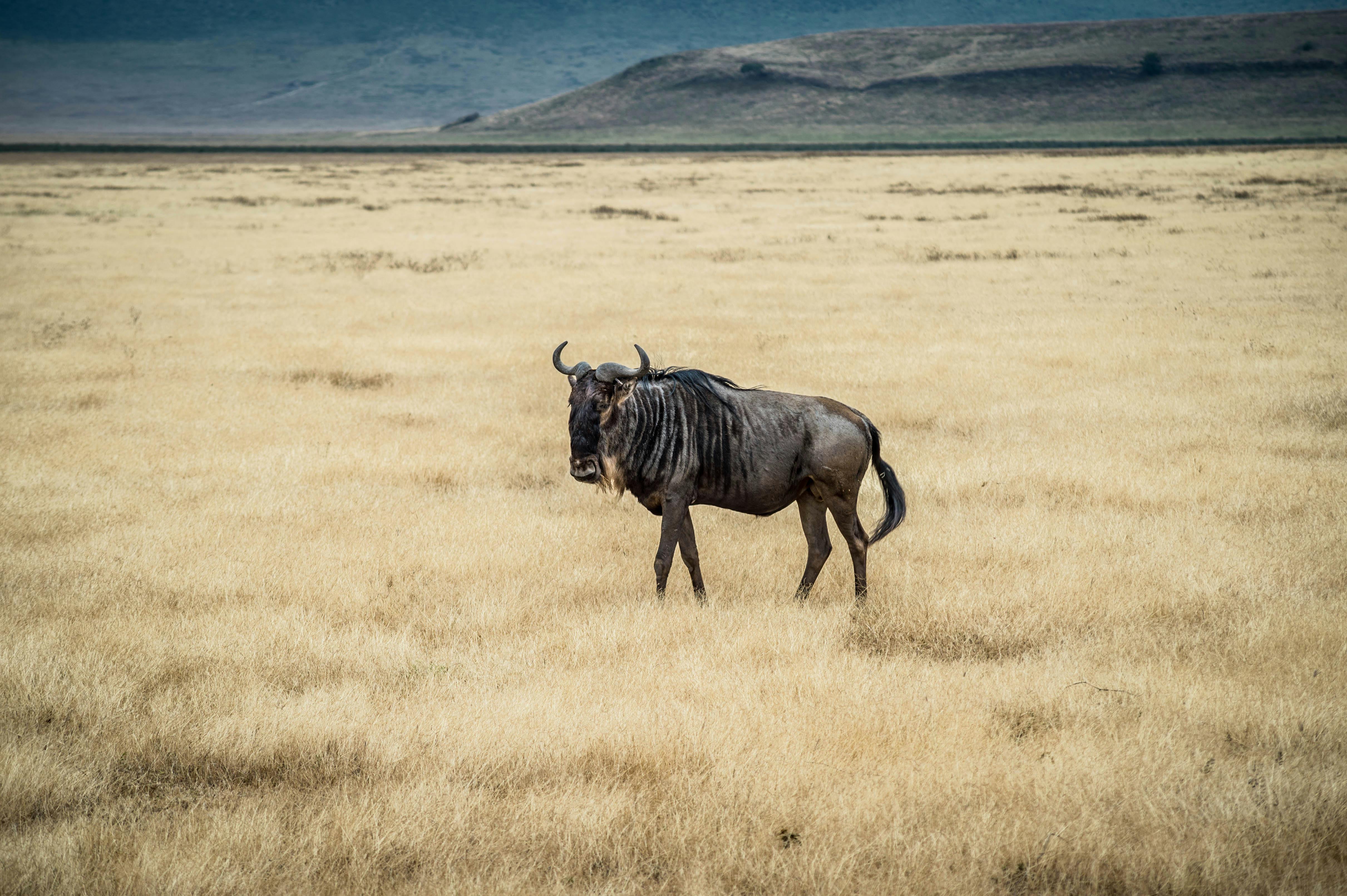 SafariImage